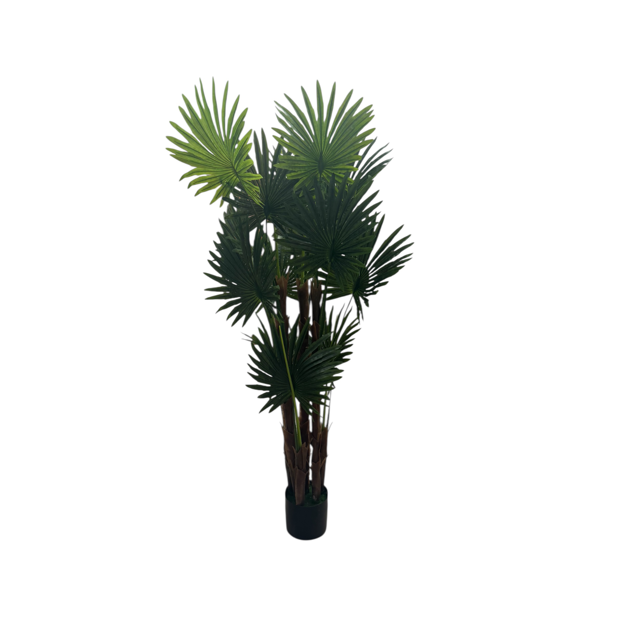 Palmera hojas medianas (2 und)