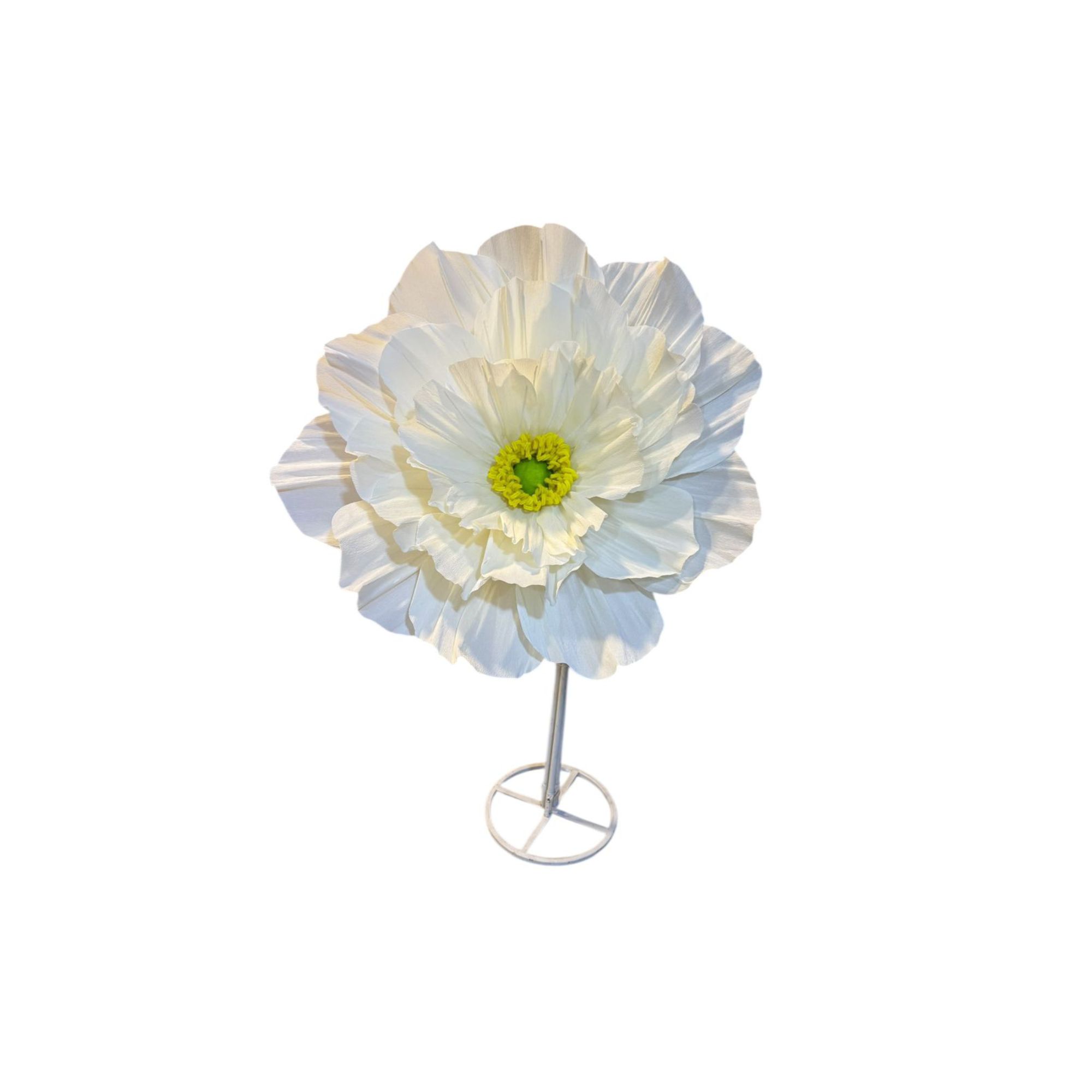Flor Ranunculus