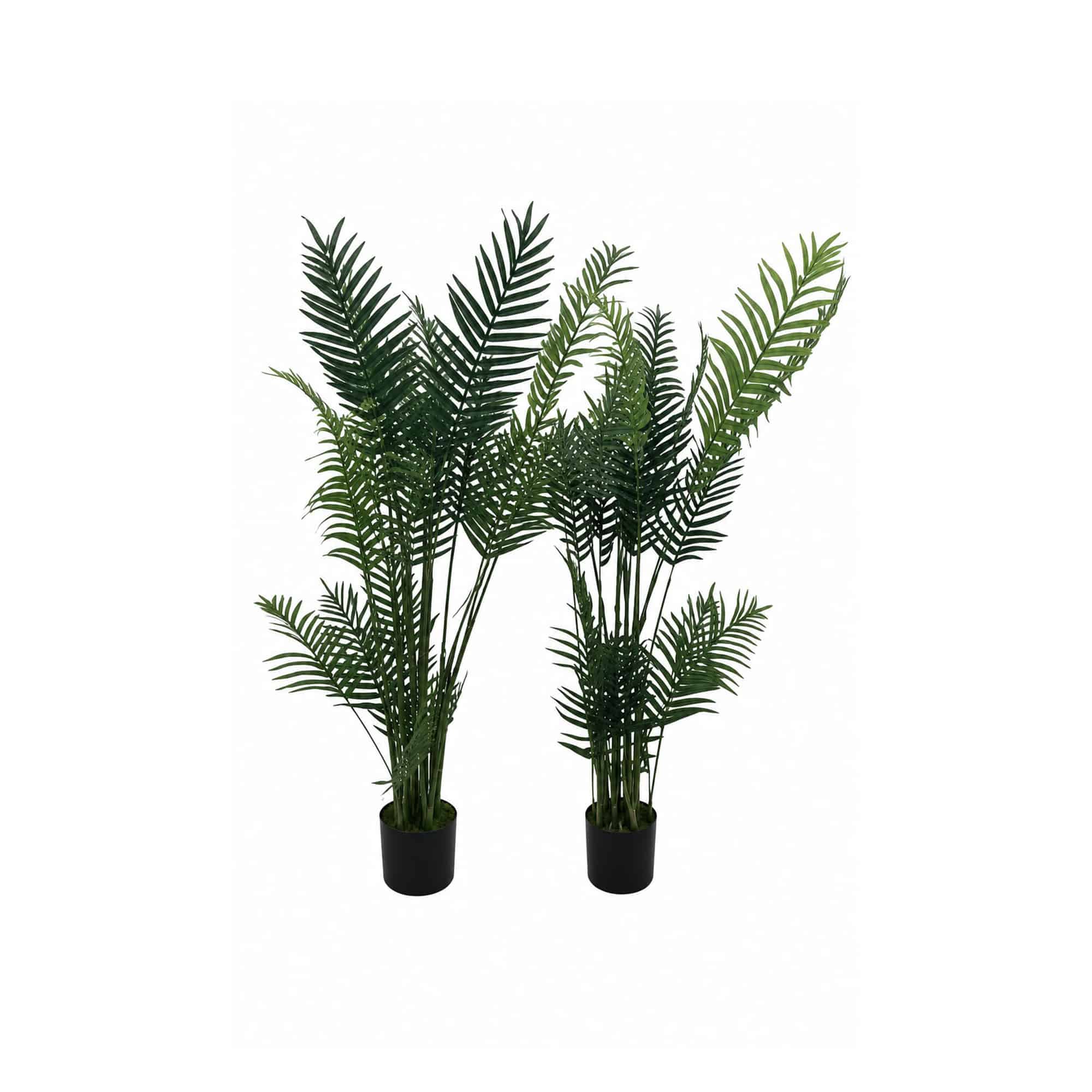Palmeras grandes (2 und)